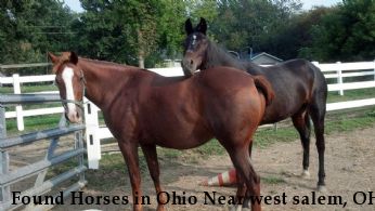 Found Horses in Ohio Near west salem, OH, 44287